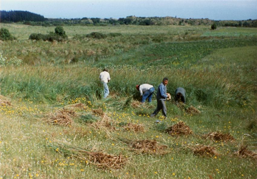 Recolección de paja Recolección de paja