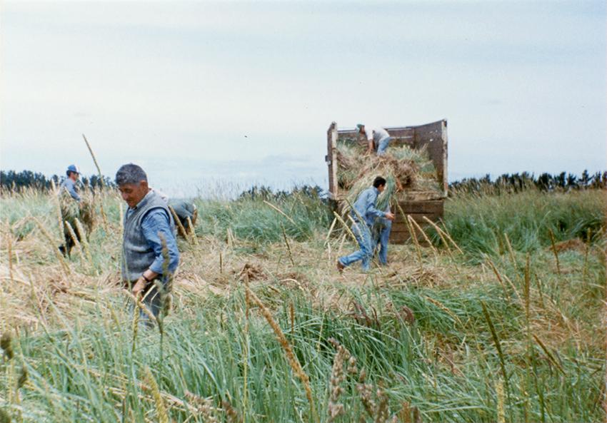 Recolección de paja Recolección de paja